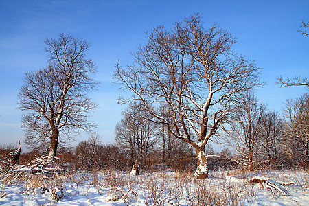 木头中积雪的大橡树公园环境孤独风景城市森林暴风雪旅行太阳场景背景图片