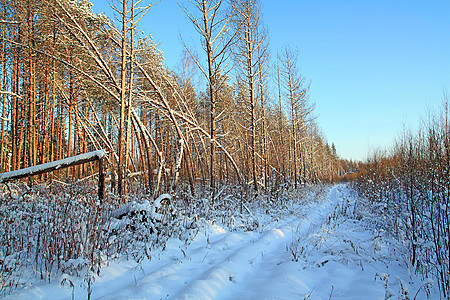 夜间木柴农村公路松树太阳木头车道下雪旅行天气树木风景季节图片