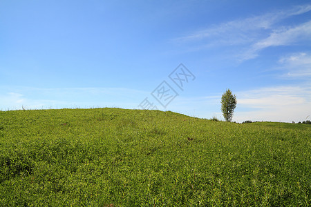 野上闪光桦木场景植物天空天堂太阳风景草地孤独自由图片