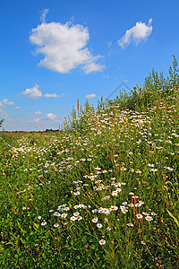 田地上的电轮植物群牧草植物空地甘菊花瓣草本植物荒野农村生长图片