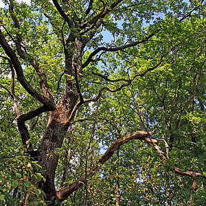 夏木中大橡树植物学美丽蓝色树木反射荒野生长木材宏观森林图片