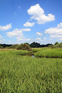 夏季田间小河杂草草皮草地叶子旅行橡木稻草牧场干草蓝色图片