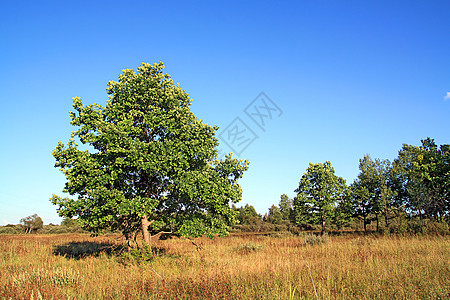 秋天田地上的小橡树美化风景植物阳光美丽旅行季节场景土地场地背景图片