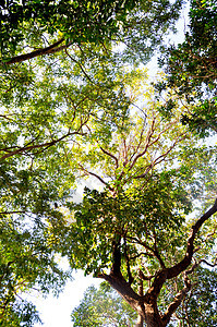 有天空的绿叶森林公园射线树林太阳阳光绿色树木树叶花园图片