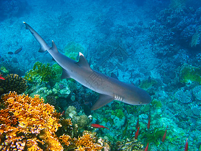 白海礁鲨鱼和珊瑚礁图片