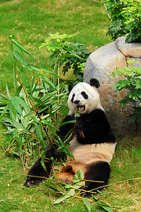 熊猫竹子动物园配种黑色白色濒危保护中心绿色野生动物图片