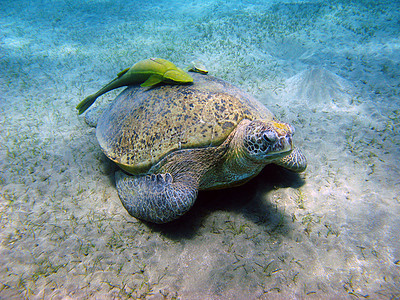 海龟和鱼虾潜水动物爬虫游泳海洋珊瑚热带野生动物浮潜动物群图片