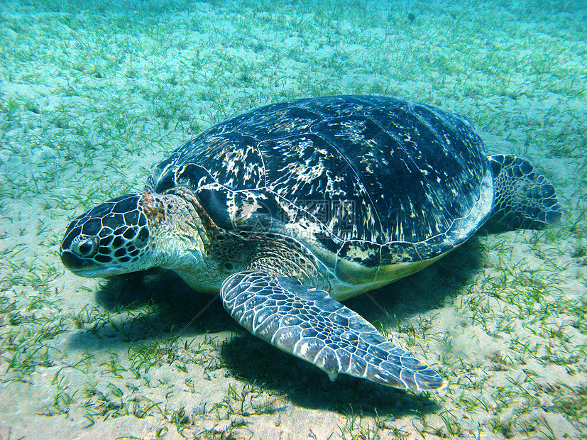 大海龟海洋异国热带甲壳浮潜情调假期潜水动物群动物图片