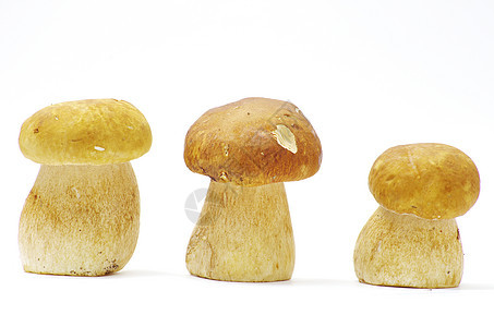 蘑菇美食白色食物季节性团体饮食蔬菜森林荒野季节图片