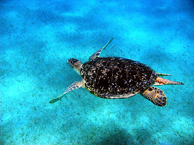 红海中的海龟热带动物防御浮潜情调海洋潜水动物群异国假期图片