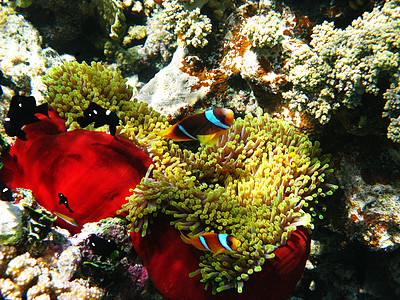 双带两带的小丑鱼和海葵情调两栖热带动物假期珊瑚潜水浮潜动物群海洋图片