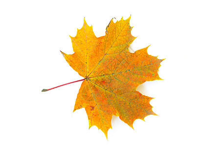 秋叶黄色桌面季节纹理落叶植物学季节性树木公园森林图片