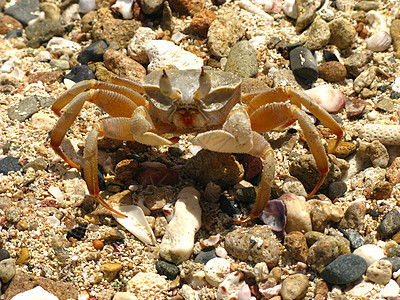 螃蟹动物野生动物游泳热带假期潜水十足类情调动物群甲壳图片