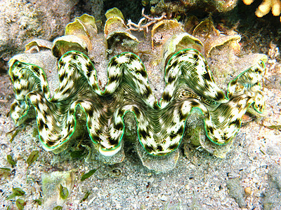 绿蛤图片