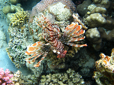 红狮子海和珊瑚礁图片