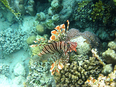 红狮子鱼和珊瑚礁图片