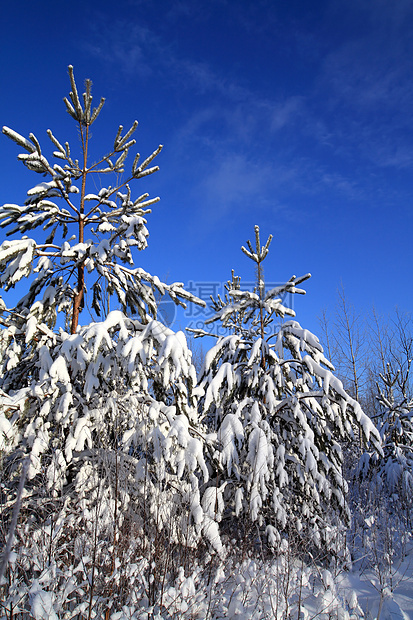 天上下雪中松树旅行针叶城市气候树木住宅场景地形天空荒野图片