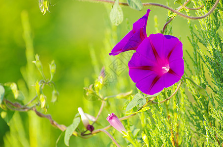 花阴影蓝色植物群植物公园森林毛茛花园宏观花瓣图片