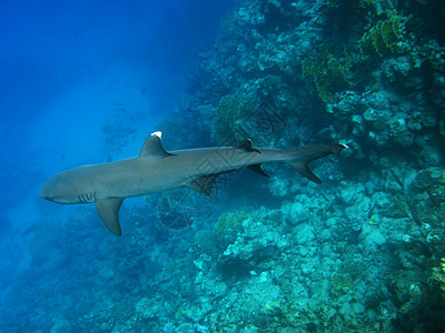 Whitetip珊瑚礁鲨鱼 Marsa Alam图片