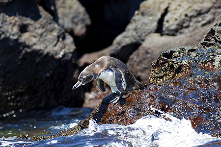 加拉帕戈斯企鹅翅膀野生动物国家好奇心蹼状岛屿公园观鸟羽毛荒野图片