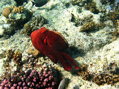 红海珊瑚礁和章鱼图片