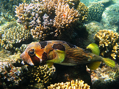 黑浸黑的豪猪鱼和珊瑚礁热带齿科动物动物群珊瑚海洋情调假期河豚野生动物图片