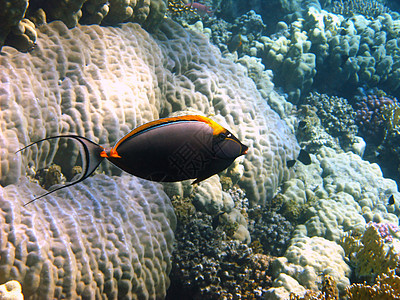 橙子松鱼和珊瑚礁潜水浮潜游泳热带海洋假期情调动物异国角鱼图片