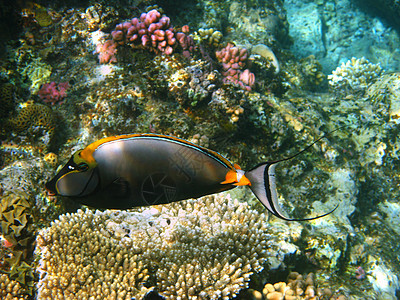 橙子松鱼和珊瑚礁情调异国野生动物热带假期游泳珊瑚动物群海洋动物图片