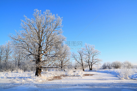 沿海河上的橡木松树阴影药品海岸线地平线海滩木头雪堆石头痕迹图片