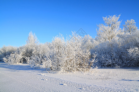 海岸冷冻的河流上有雪树叶子薄雾草本植物土地雌蕊森林乡村天气地形旅游图片