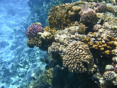 位于沙姆沙伊赫的红海珊瑚礁图片