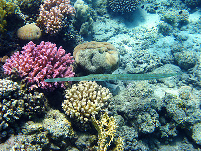 蓝斑斑玉米鱼瘘科浮潜野生动物假期热带情调笛蛾珊瑚动物群海洋图片