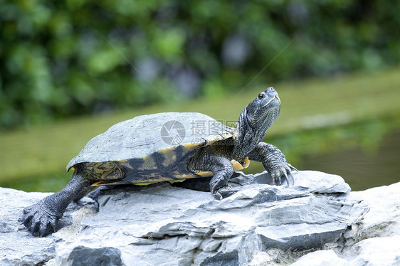 乌龟在石上歇息乐趣气候挫折爬虫耳朵宠物生活恋人石头上行图片