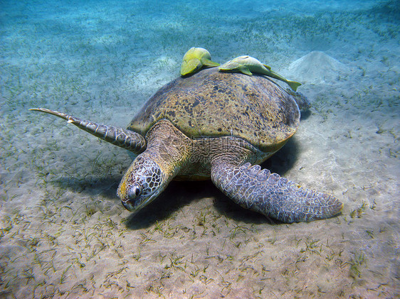 红海海的海龟和龙虾图片
