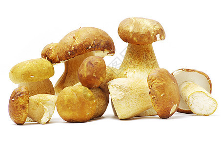 蘑菇饮食荒野季节森林团体烹饪白色季节性食物蔬菜图片