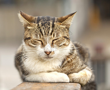 睡觉的猫 特写镜头虎斑眼睛猫科动物哺乳动物说谎头发小猫乐趣猫咪宠物图片