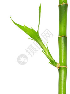 竹子叶子生活活力园艺绿色热带运气丛林植物花园图片