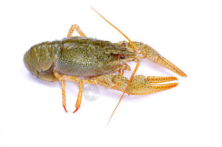 龙虾美食海鲜午餐红色白色小龙虾食物螃蟹图片