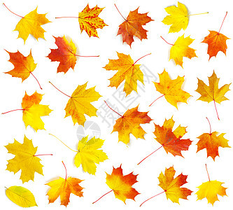 秋叶黄色植物学季节性公园树木纹理森林桌面橙子白色图片