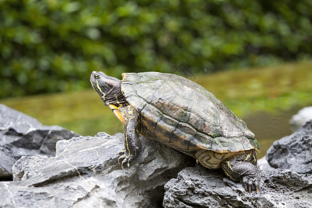 石头上的乌龟荒野耳朵动物气候动物园挫折池塘生活沙漠智慧图片