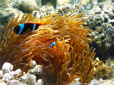 双带两带的小丑鱼游泳海洋浮潜异国野生动物情调防御两栖珊瑚动物图片