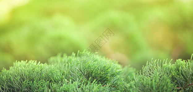 绿色请假背景植物群树木叶子昆虫枝条晴天框架生长花园森林图片