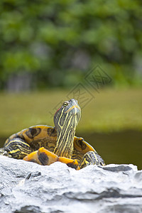 乌龟在石上放松动物园国家环境荒野手指爬虫宠物野生动物旅行石头图片