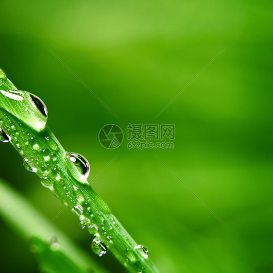 大水滴气候背景植物生长反射液体雨滴刀刃叶子花园图片
