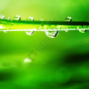 大水滴刀刃阳光气候背景植物反射雨滴液体花园环境图片