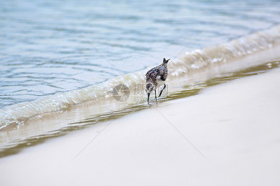 托尔图加湾的嘲笑鸟野生动物边缘海滩支撑羽毛荒野水平食物海洋翅膀图片