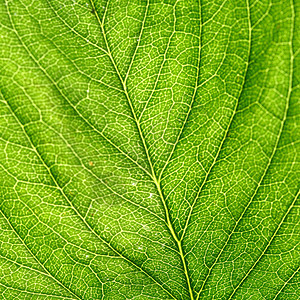 绿叶材料叶子生活植物进步植物群静脉绿色园艺活力图片