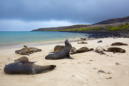 海狮殖民地野生动物海洋动物晶须海豹天堂濒危海滩哺乳动物荒野图片