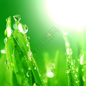 闪光水滴生长草地阳光液体气候树叶花园太阳背景雨滴图片