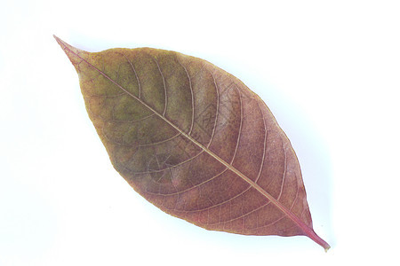 孤立叶叶植物群绿色叶子工作室白色季节植物学芳香宏观植物图片